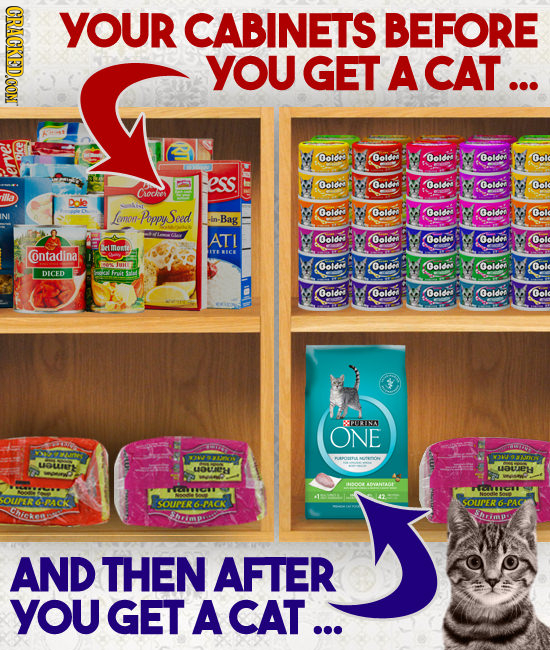 CRACKED.CON YOUR CABINETS BEFORE YOU GET A CAT... olde Goldel Golde Goldes ole ess Ooldv olded olde Bolde Ook Caoche Dole Lemon- Poppy Seed Goldn olde