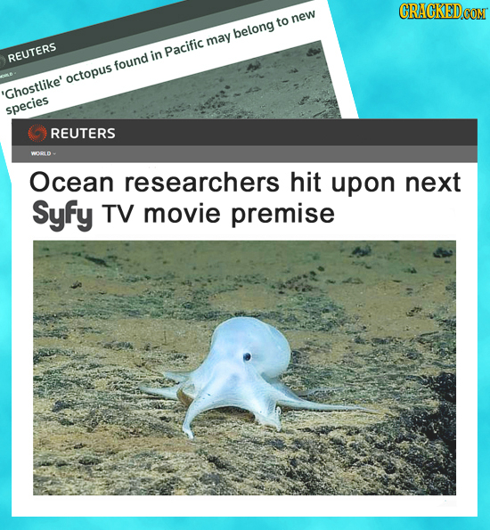 to new DCON belong may Pacific REUTERS in found octopus 'Ghostlike' species REUTERS WORLD Ocean researchers hit upon next Syfy TV movie premise