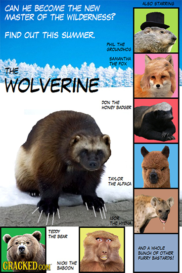 ALSO STARRING CAN HE BECOME THE NEW MASTER OF THE WILDERNESS? FIND out THIS SUMER. PHIL THE GROUNDHOG SAMANTHA THE FOX THE WOLVERINE DON THE HONEY BAD