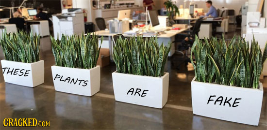 THESE PLANTS ARE FAKE CRACKED