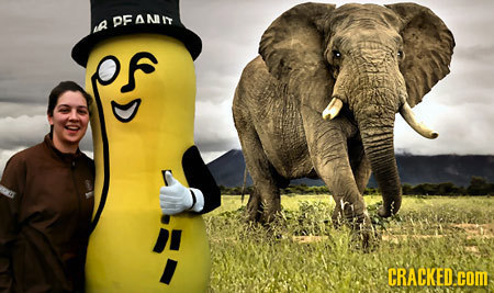 DFANI a CRACKED. com