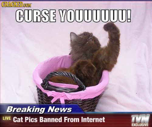 CRACKEDCON CURSE YOUUUUUU! Breaking News LIVE Cat Pics Banned From Internet TVN EXCLUSIVE 