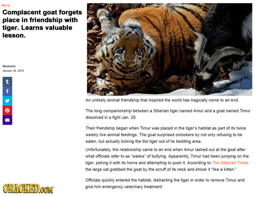 PETS Complacent goat forgets place in friendship with tiger. Learns valuable lesson. Mashable Jamuary 206 t f An unlikely animal friendship that inspi