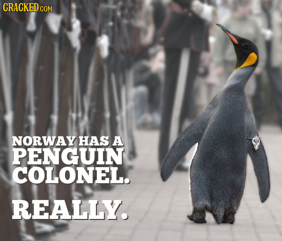 NORWAY HAS A PENGUIN COLONEL REALLY. 