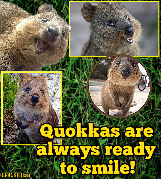 Quokkas are always ready to smile!