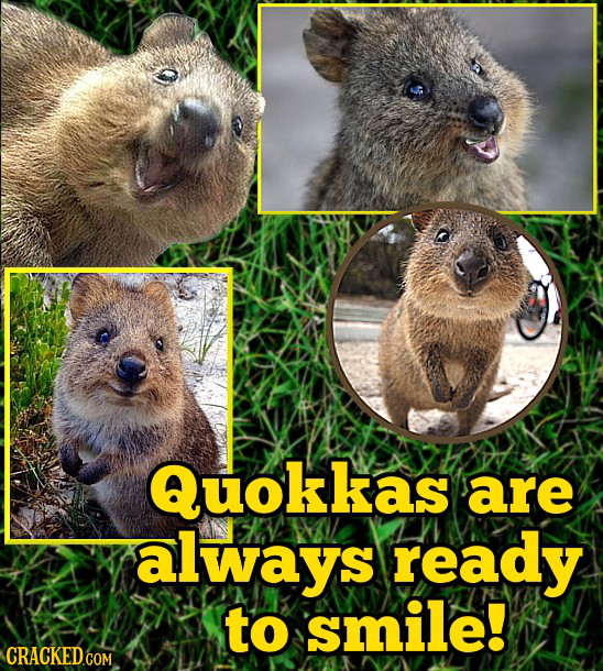 Quokkas are always ready to smile! 