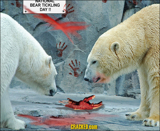 NTONL BEAR TICKLING DAY!! CRACKED.COM