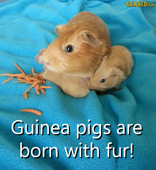 CRACKEDCON Guinea pigs are born with fur! 