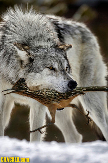 25 Problems Great Characters Would Face in the Real World