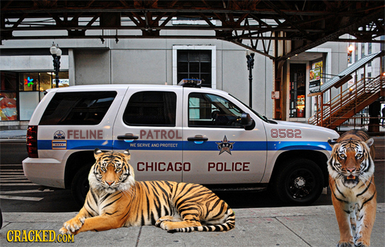 FELINE PATROL 8582 -20 SERVVE ANOPOOTECT CHICAGO POLICE CRACKEDCO COM 