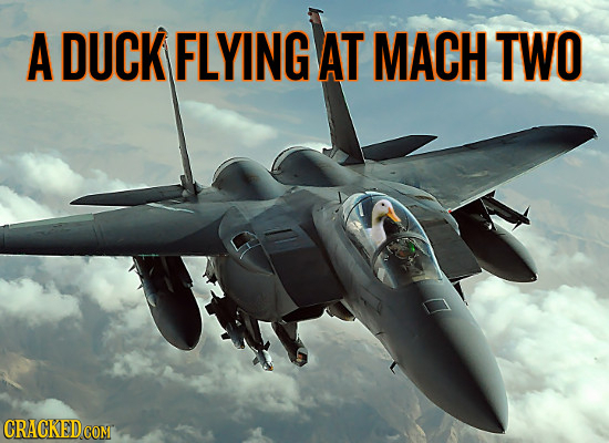 A DUCK FLYING AT MACH TWO