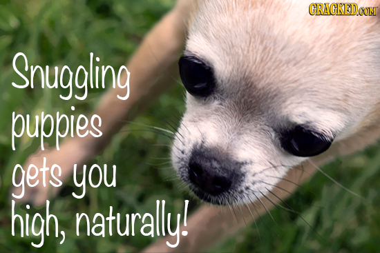 CRAGKEDCOT Snuggling puppies gets you high, naturally!