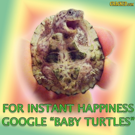 FOR INSTANT HAPPINESS GOOGLE BABY TURTLES 