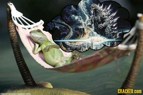 What Our Pets Are Probably Dreaming About