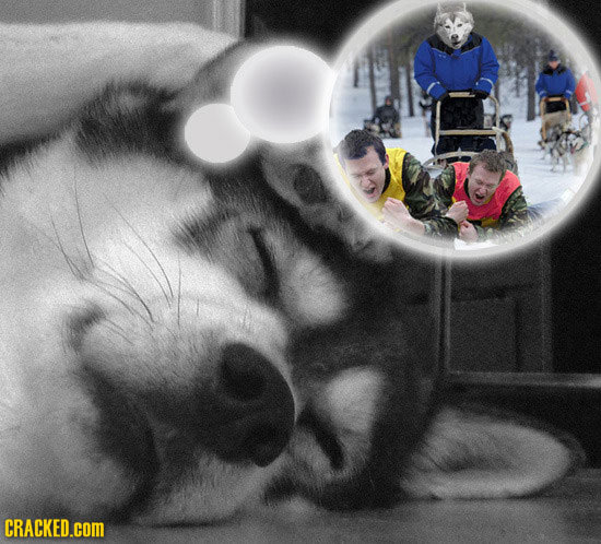 What Our Pets Are Probably Dreaming About