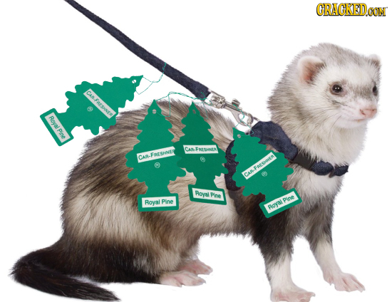 CRAGKED CA-FAESHNER Royal Pine CAA-FOrSL9 CAN-FRESHINES CAR-FarSA Pioyal Pioee Royal Pine Pine Royal