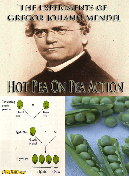 THE EXPERIMENTS OF GREGOR JOHANN MENDEL HOT PEA ON PEA ACTION True-breeding parental X generation Spherical Dented seed seed F generation X Self All s