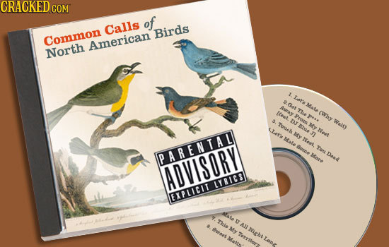 CRAGKED COM of Calls Birds Common American North 1 Lte o.0e4 Mate Away The Ifeat. (Why vroto 1** $ DJ Wait) Toueh BI MY JAt8 Ne MY Mate Nest, Bome You