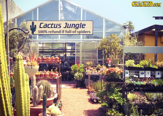 CRAGKEDo CONT Cactus Jungle 100% refund if full of spiders 