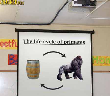 CRAGKED Con ectfu The life cycle of primates B Hhor