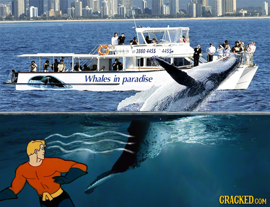 07 3880 4455 4455. Whales in paradise N CRACKED COM