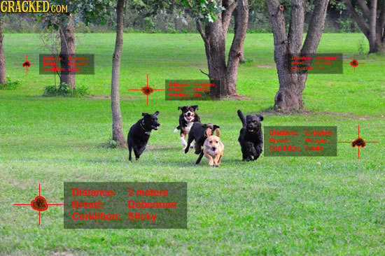 CRACKED COM S J, NI aans o Dtunce metee hea adgie eeildose er Distance: maters Frand: DOberman Condilionp Sticksy