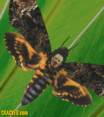 If Nature Decided To Screw With Us