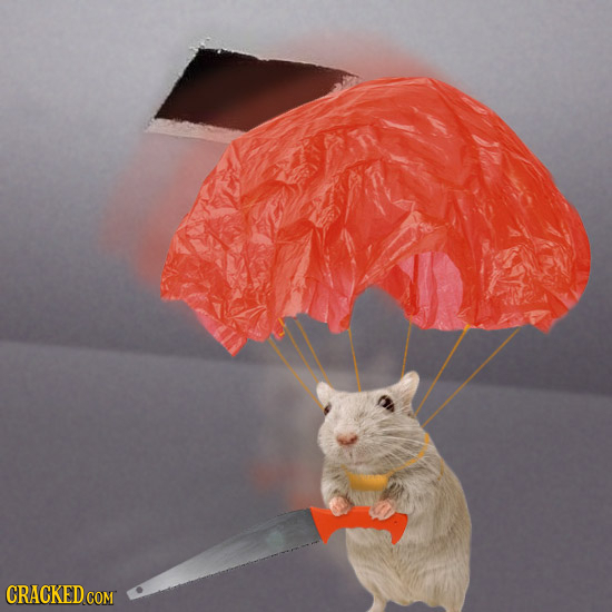 18 Famous Internet Memes Before They Were Famous