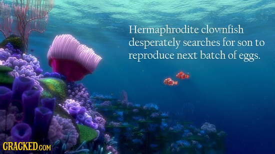 Hermaphrodite clownfish desperately searches for son to reproduce next batch of eggs. 