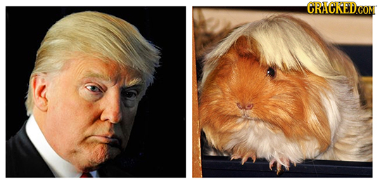 20 Celebrities Who Have Creepy Animal Lookalikes