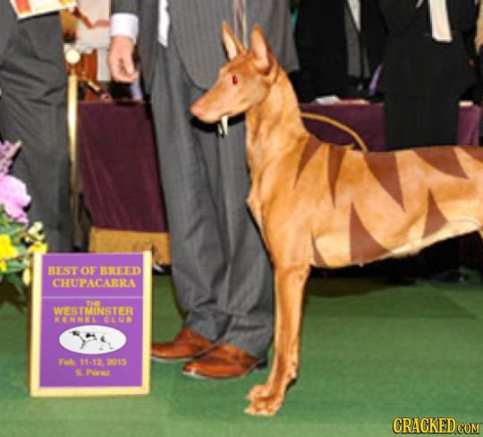 BEST OF BREED CHUPACABRA TH WESTMIINSTER KENNEL CLUB Feb 11-12. 2015 S Paren
