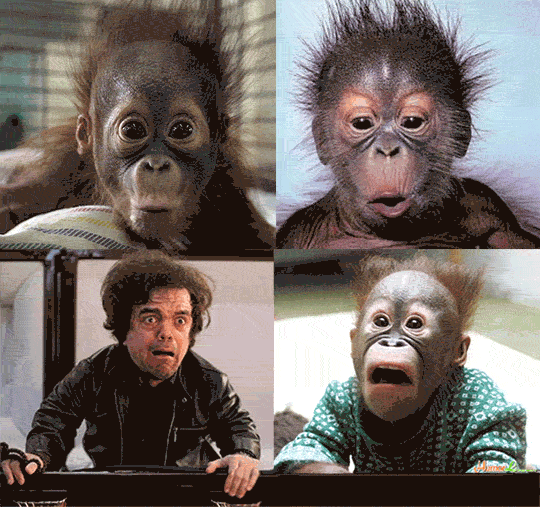 20 Celebrities Who Have Creepy Animal Lookalikes