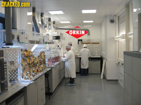 CRACKED.cOM ORKIN