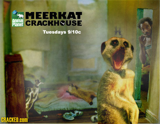 MEERKAT Animal CRACKHUSE Planet Tuesdays 9/10c CRACKED.cOM 