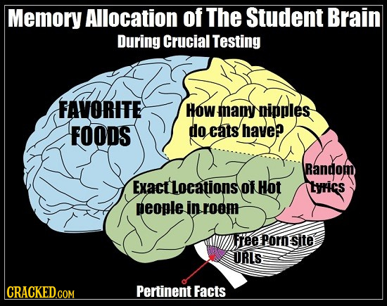 Memory Allocation of The Student Brain During Crucial Testing FAVORITE How mapy nipples FOODS do cats have? Random Exact Locations of Hot trics people