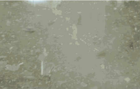 40 Great Movies Made Better by Adding Godzilla