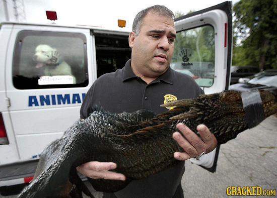 igobo ANIMAI CRACKED COM