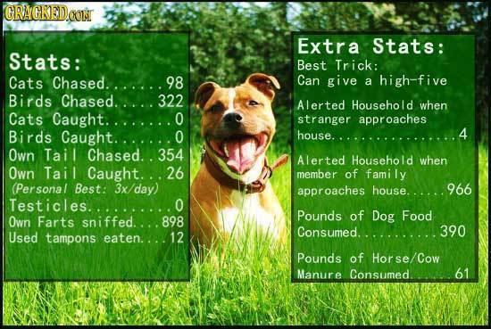 GRAGKEDCON Extra Stats: Stats: Best Trick: Cats Chased.. 98 Can give high-five a Birds Chased. 322 Alerted Househo when Cats Caught. 0 stranger approa