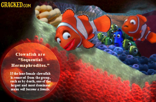 CRACKED.COM Clownfish are Sequential Hermaphrodites. If the lonefemale clow nfish i removed from the group, such 35 by death, one of the largest and