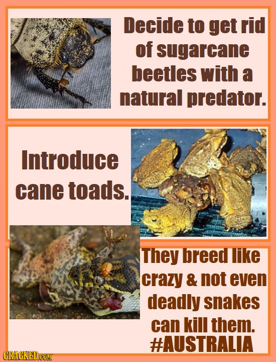 Decide to get rid of sugarcane beetles with a natural predator. Introduce cane toads. They breed like crazy & not even deadly snakes can kill them. #A