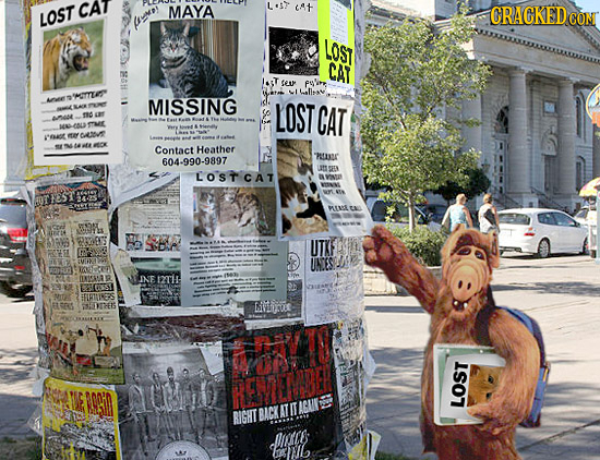 CAT MAYA L'S7 cat LOST CRACKED CON fo LOST CAT Ceu MIMUS Lallav MISSING LOST CAT E 'nat meee Contact Heather n09 604-990-9897 LB SEN s LOSTCAT BYN ISN