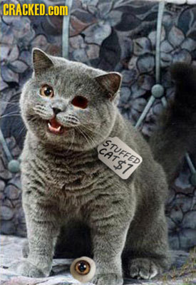 CRACKED.COM STFFED CAT $ 7