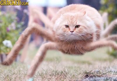 23 Small Changes That Make Adorable Things Terrifying