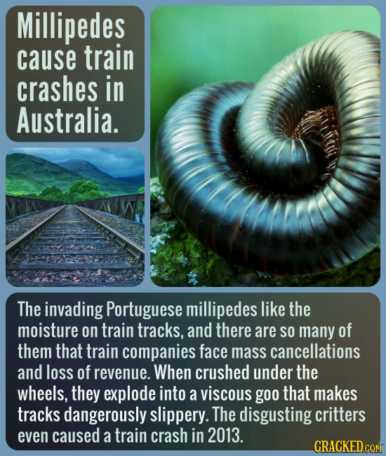 Millipedes cause train crashes in Australia. The invading Portuguese millipedes like the moisture on train tracks, and there are SO many of them that