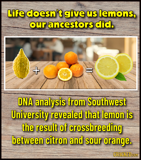Life doesn't give us lemons, our ancestors did. X DNA analysis from Southwest University revealed that lemon is the result of crossbreeding between ci