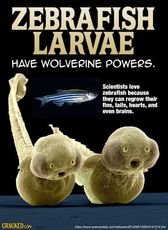 ZEBRAFISH LARVAE HAVE WOLVERINE POWERS. Scientists love zebrafish because they can regrow their fins, tails, hearts, and even brains. CRACKED COM htos