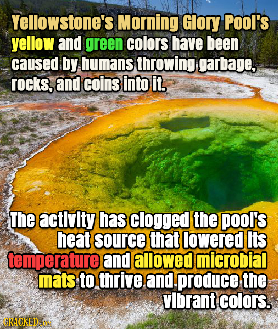 Yellowstone's Morning Glory Pool's yellow and green colors have been caused by humans throwing garbage, rocks, and coins into it. The activity has clo