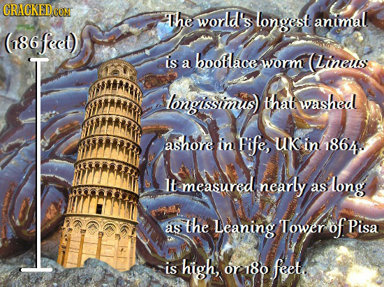 CRACKED G CONT The world's longest animal (86feet) is bootlace Lineuis a worm longissimus) that washed ashore in Fife, UK in 1864 It measured nearly l