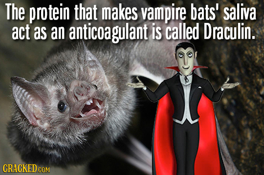 The protein that makes vampire bats' saliva act as an anticoagulant is called Draculin. CRACKED