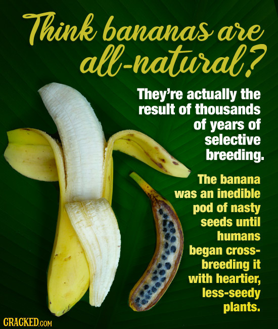 Think bananas are alb-natural? They're actually the result of thousands of years of selective breeding. The banana was an inedible pod of nasty seeds